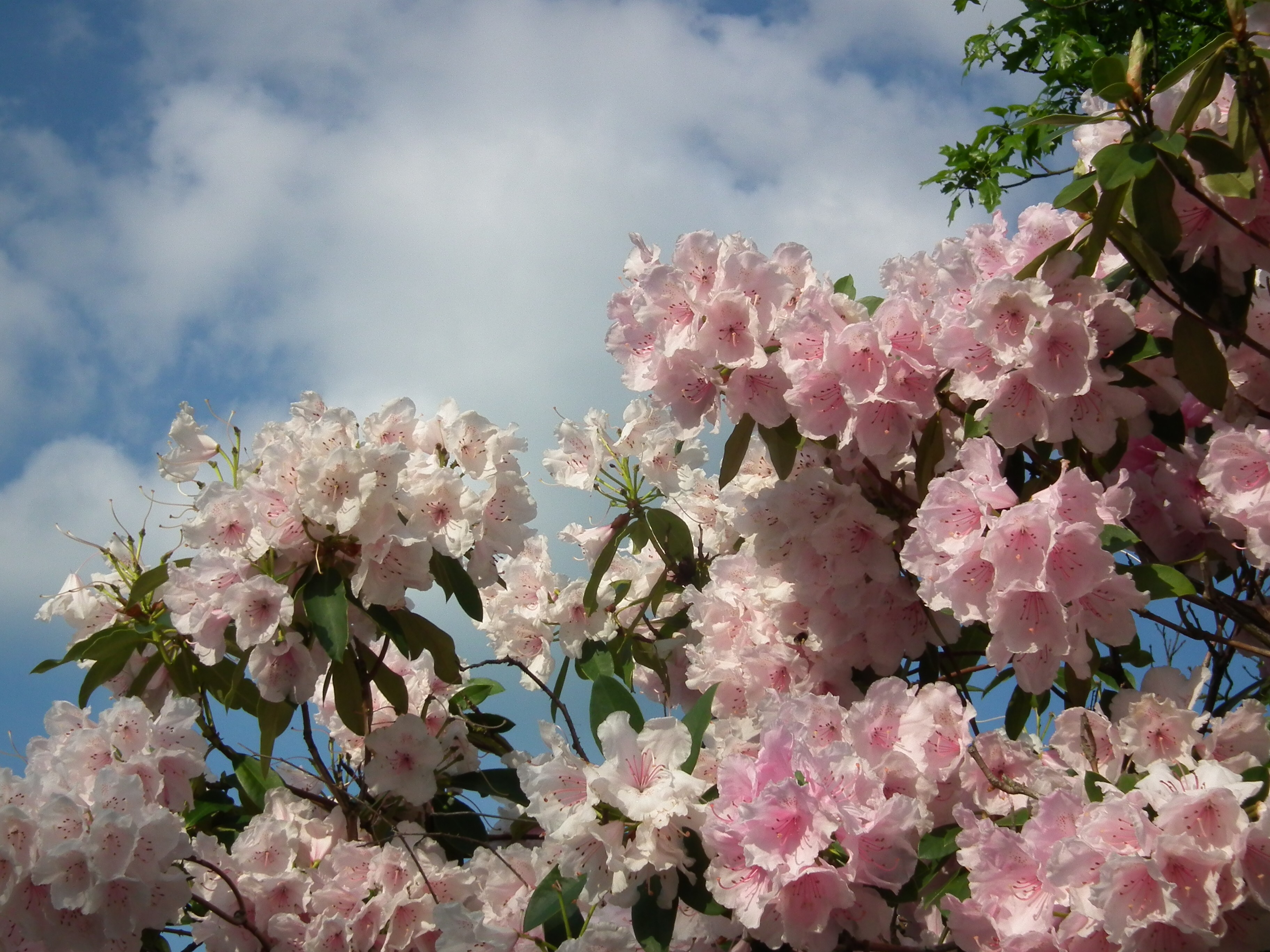 SKY FLOWERS Bill Bagley Photography